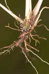 Bottlebrush threeawn 